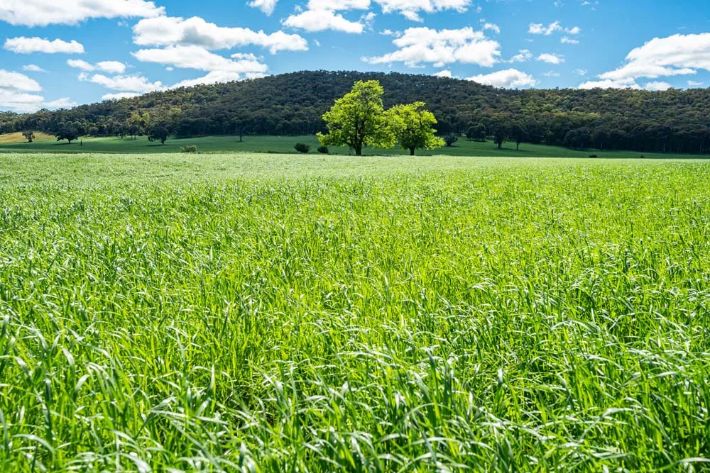 Additional image 8 of 1279 Edi-Cheshunt Road, Whitfield VIC 3733