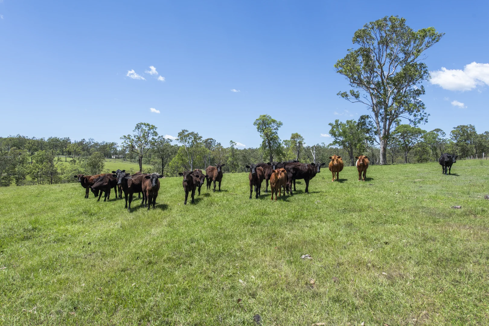 Additional image 32 of 172 Meyers Road, Ramornie NSW 2460