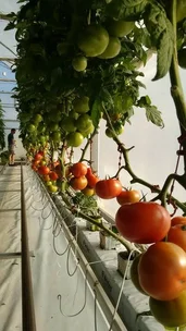 Additional image 22 of 336 Westrops Road, Coolagolite NSW 2550