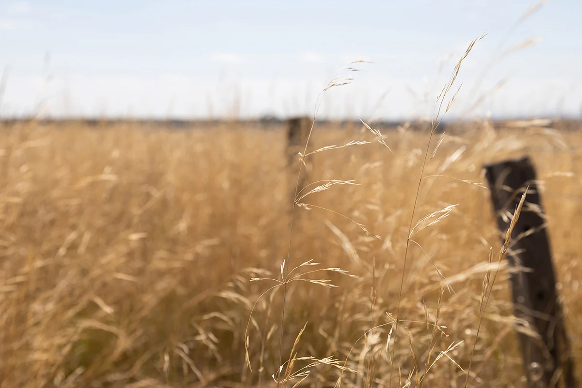 Additional image 2 of Lot 414 Alves Street, Bulla VIC 3428