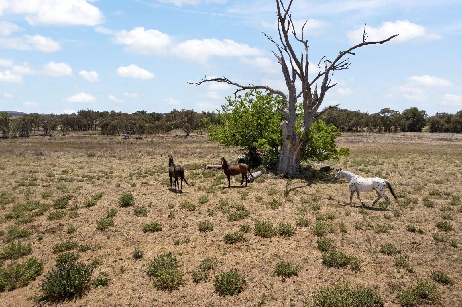 Additional image 13 of 123 Norlenbah Road, Mudgee NSW 2850