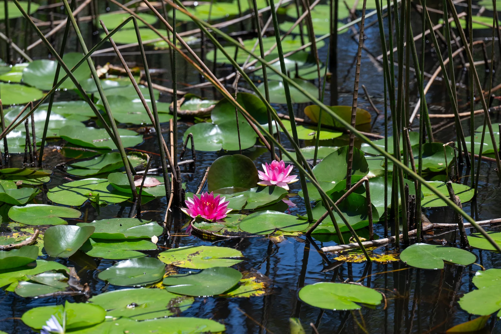 Additional image 4 of 2536 Solitary Islands Way, Arrawarra NSW 2456