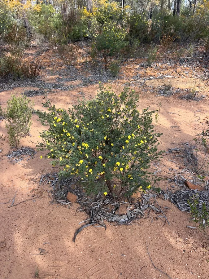 Additional image 3 of 1013 Dandry road, Coonabarabran NSW 2357