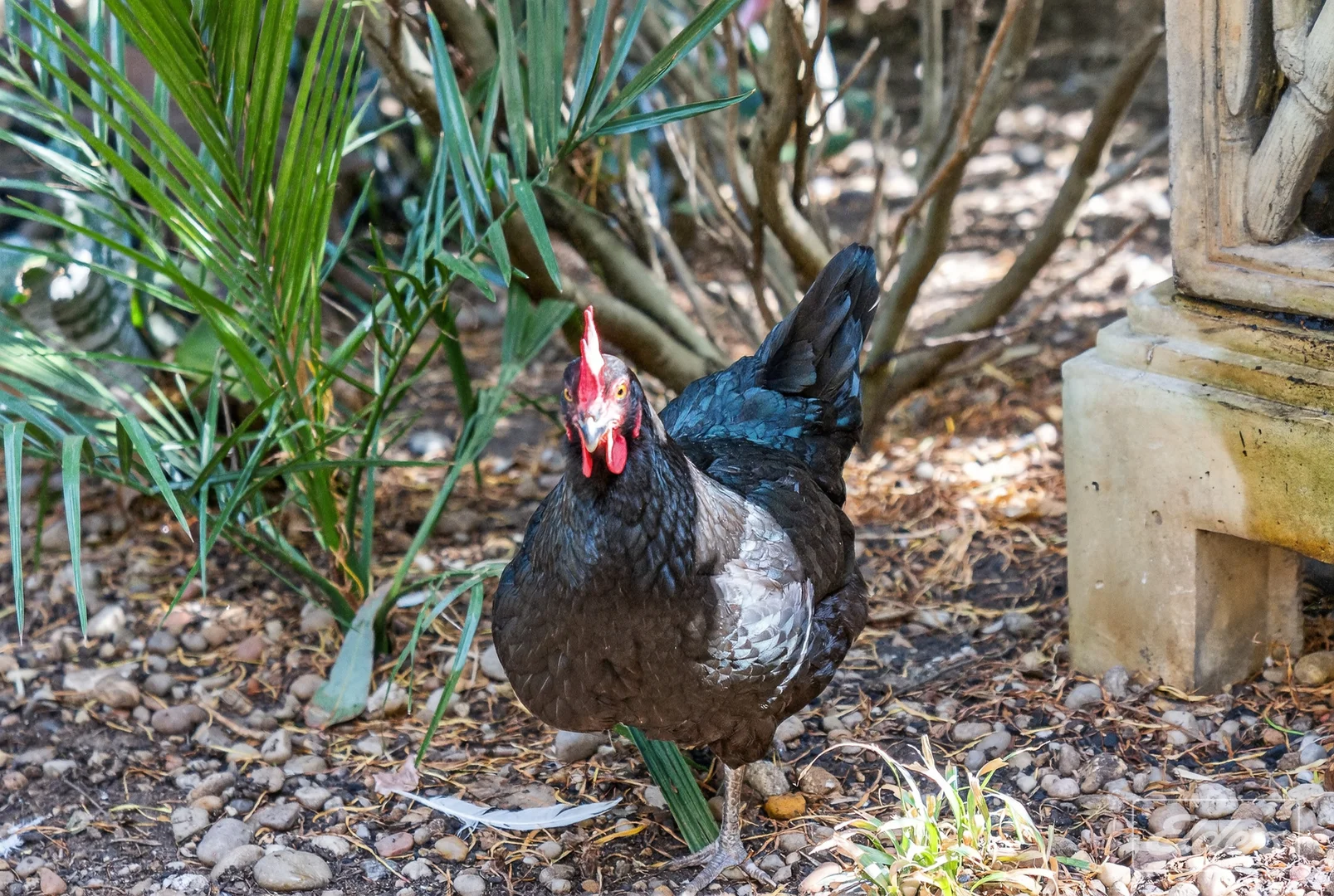 Additional image 33 of 7 Luders Street, McLaren Vale SA 5171