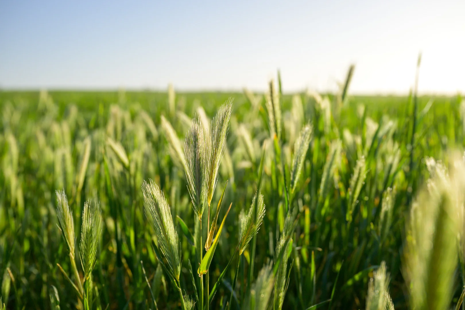 Additional image 5 of 1058 Haby Road, Nildottie SA 5238