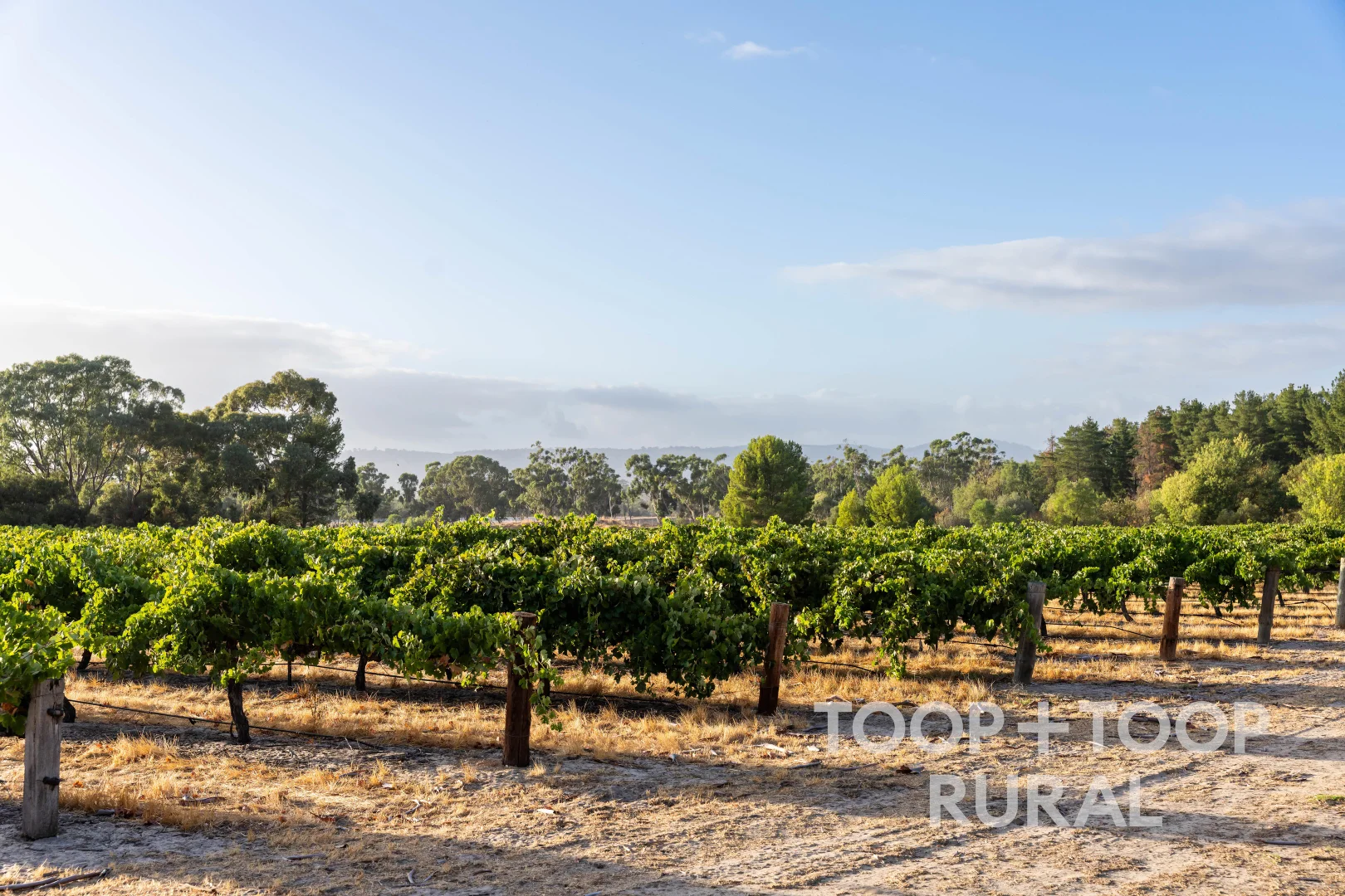 Additional image 44 of 145 Tolley Road, Nuriootpa SA 5355