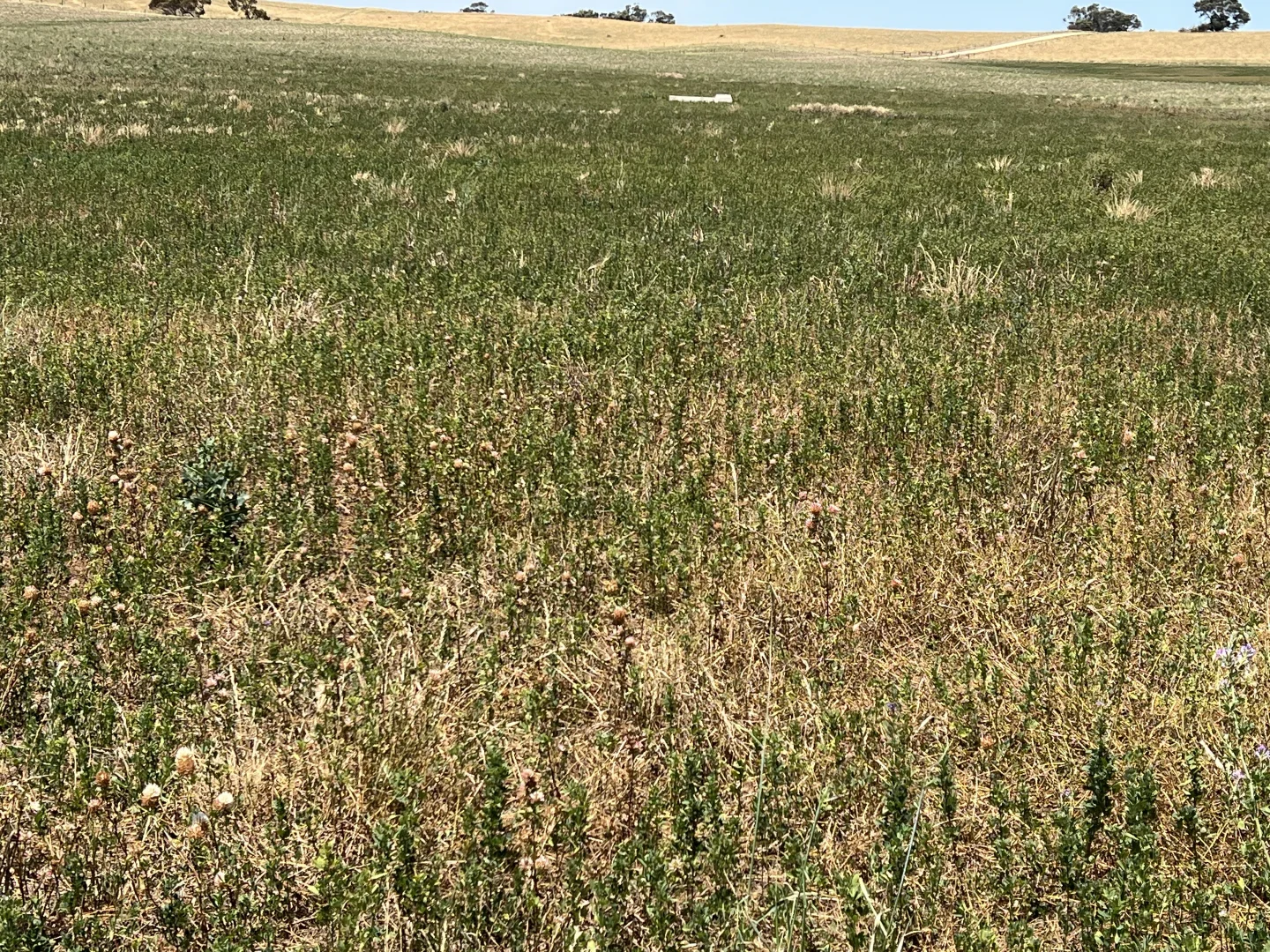 Additional image 2 of 485 Freak Road, Coonalpyn SA 5265