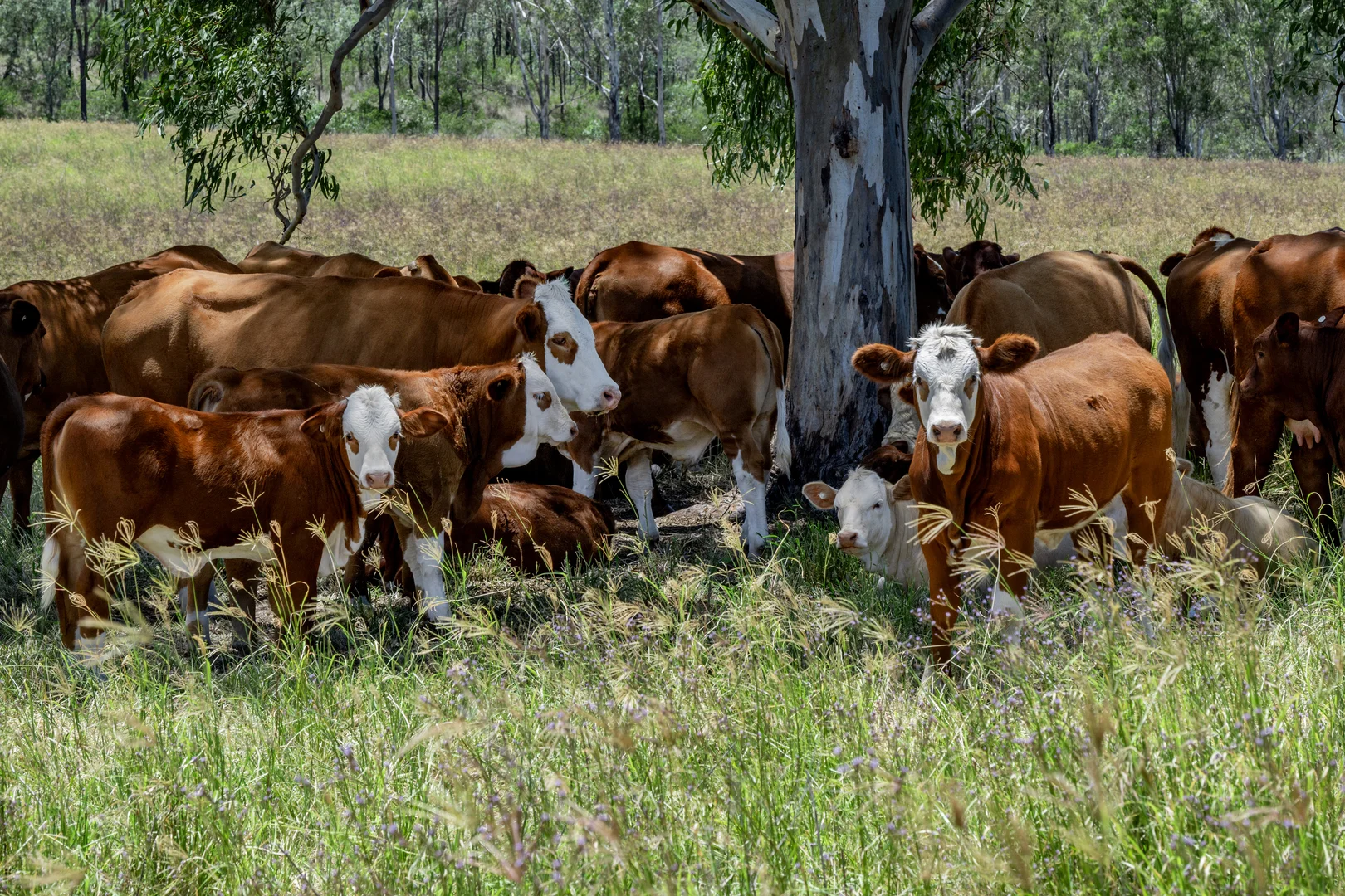 Additional image 13 of 'Double Knob' Nangur Road, Tansey QLD 4601