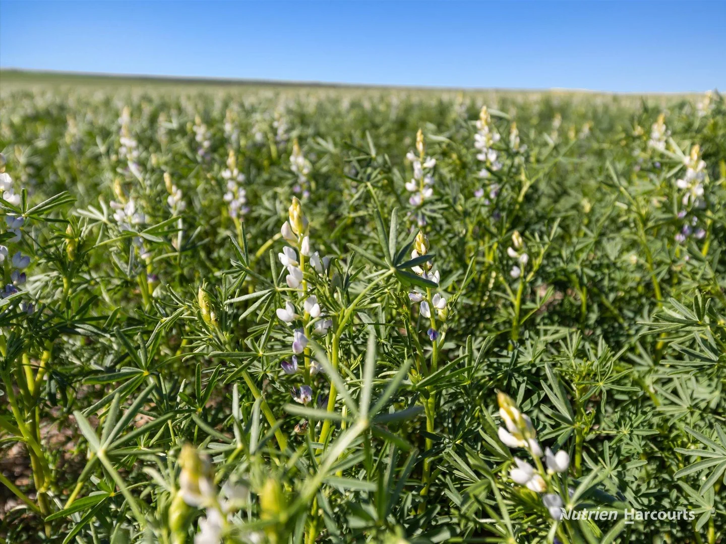 Additional image 13 of . 'Lydford' and 'Lees', Dowerin WA 6461