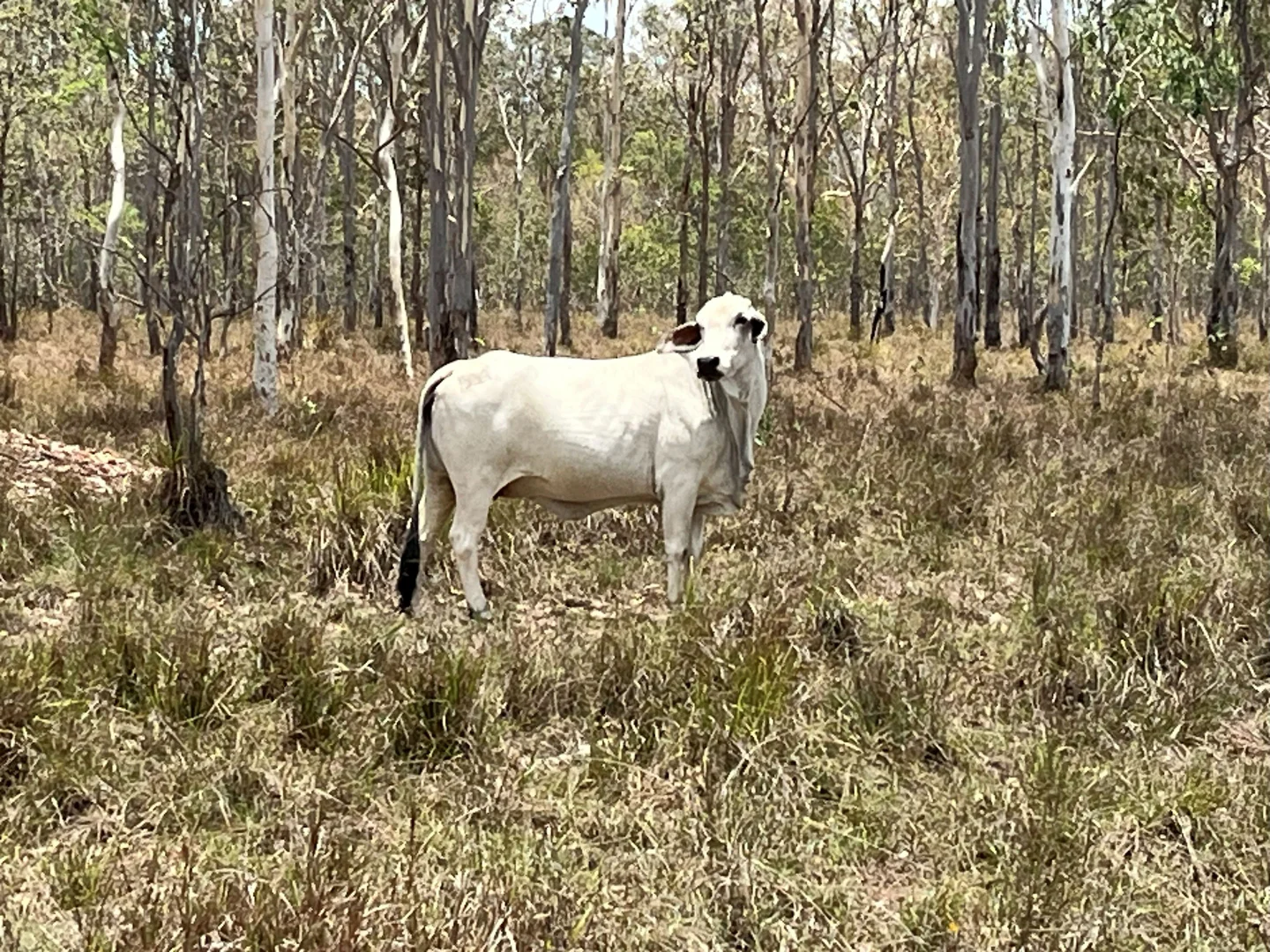 Additional image 68 of Blunder Park Station 382 Blunder Park Road, Ravenshoe QLD 4888