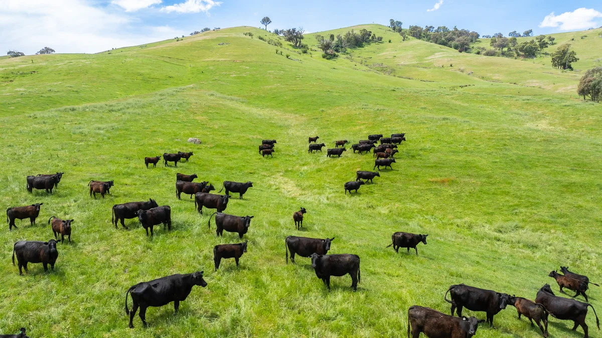 Additional image 19 of Swamp Lane, Dederang VIC 3691