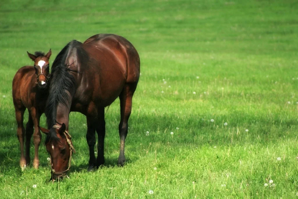 Additional image 2 of 44 Koojedda Road, Bakers Hill WA 6562