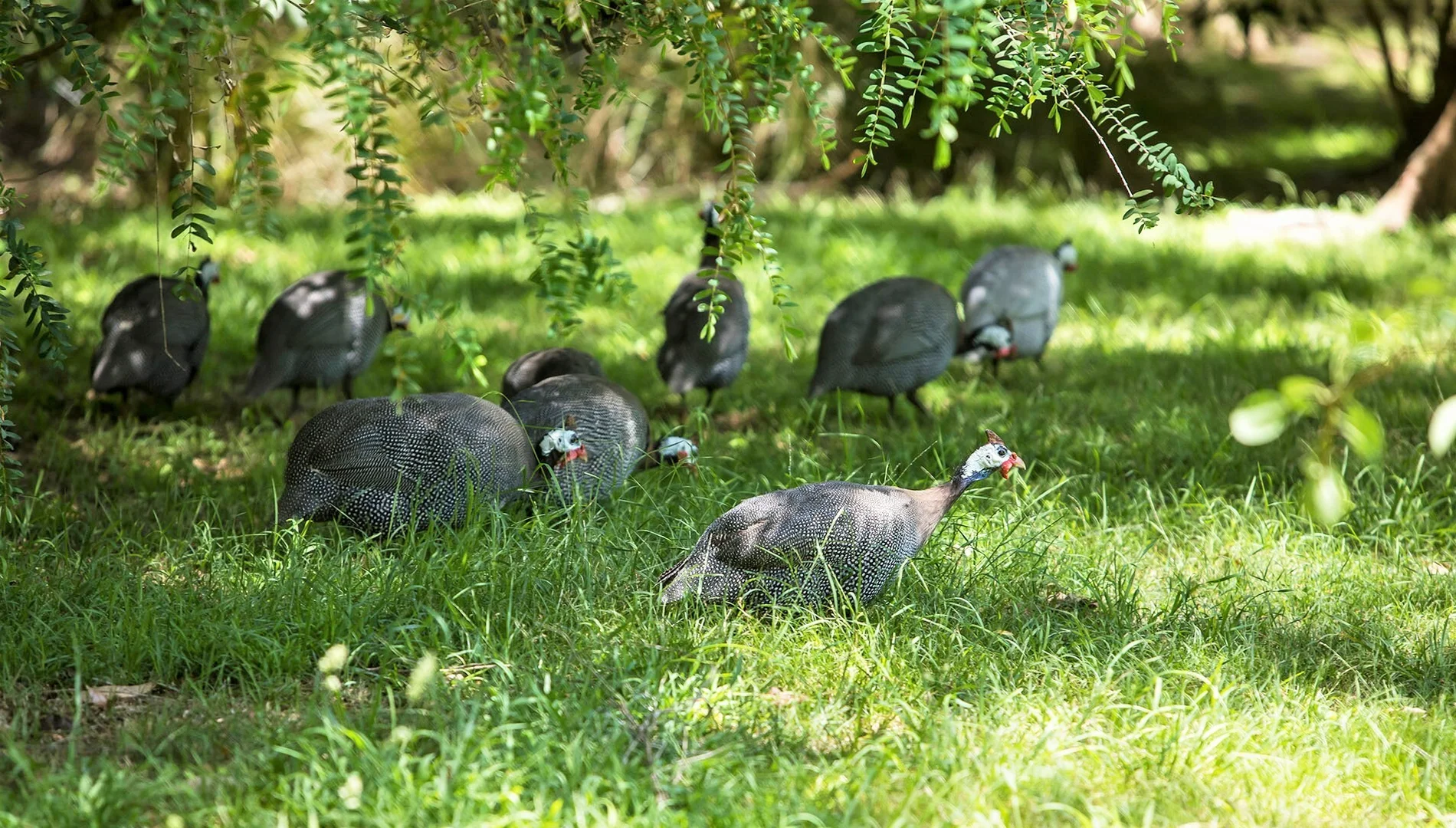Additional image 7 of 1045 Old Hume Hwy, Alpine NSW 2575