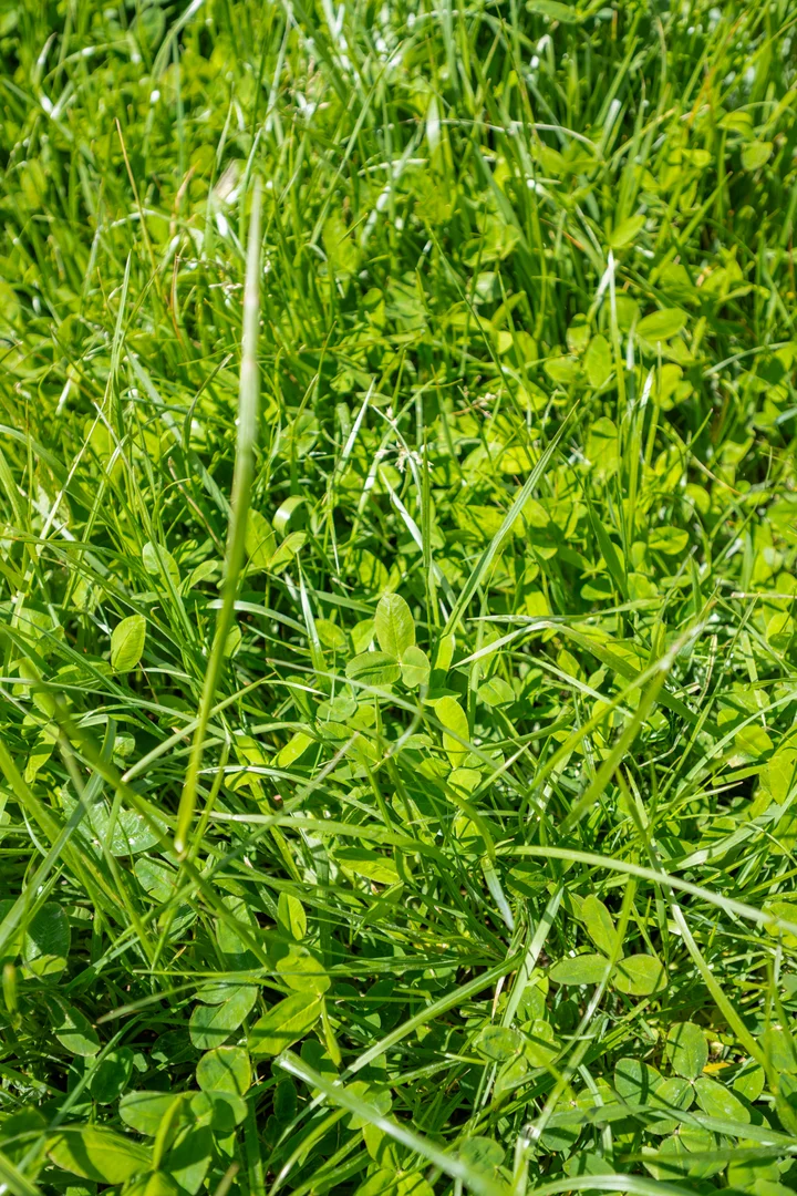 Additional image 9 of 701 Nora Creina Road, Robe SA 5276