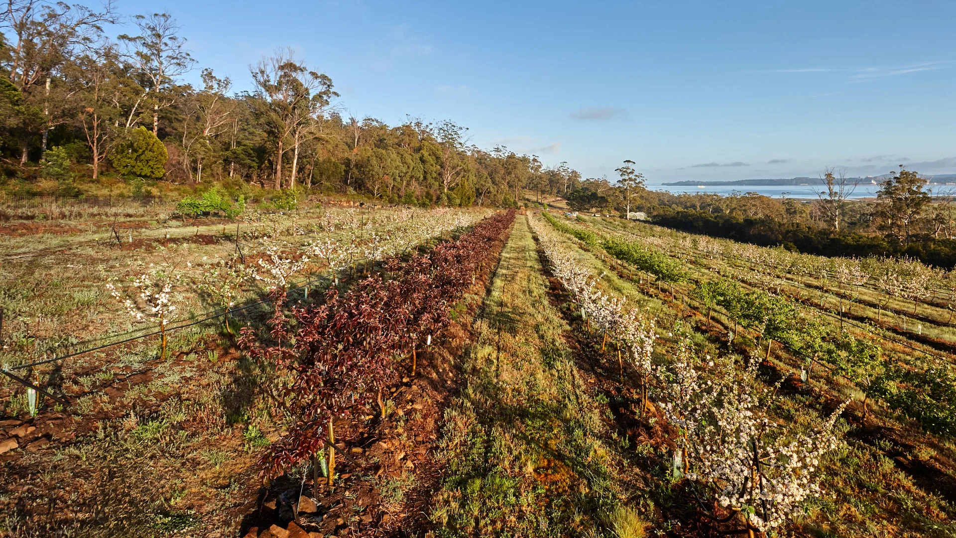Additional image 15 of 389 Auburn Road, Beaconsfield TAS 7270