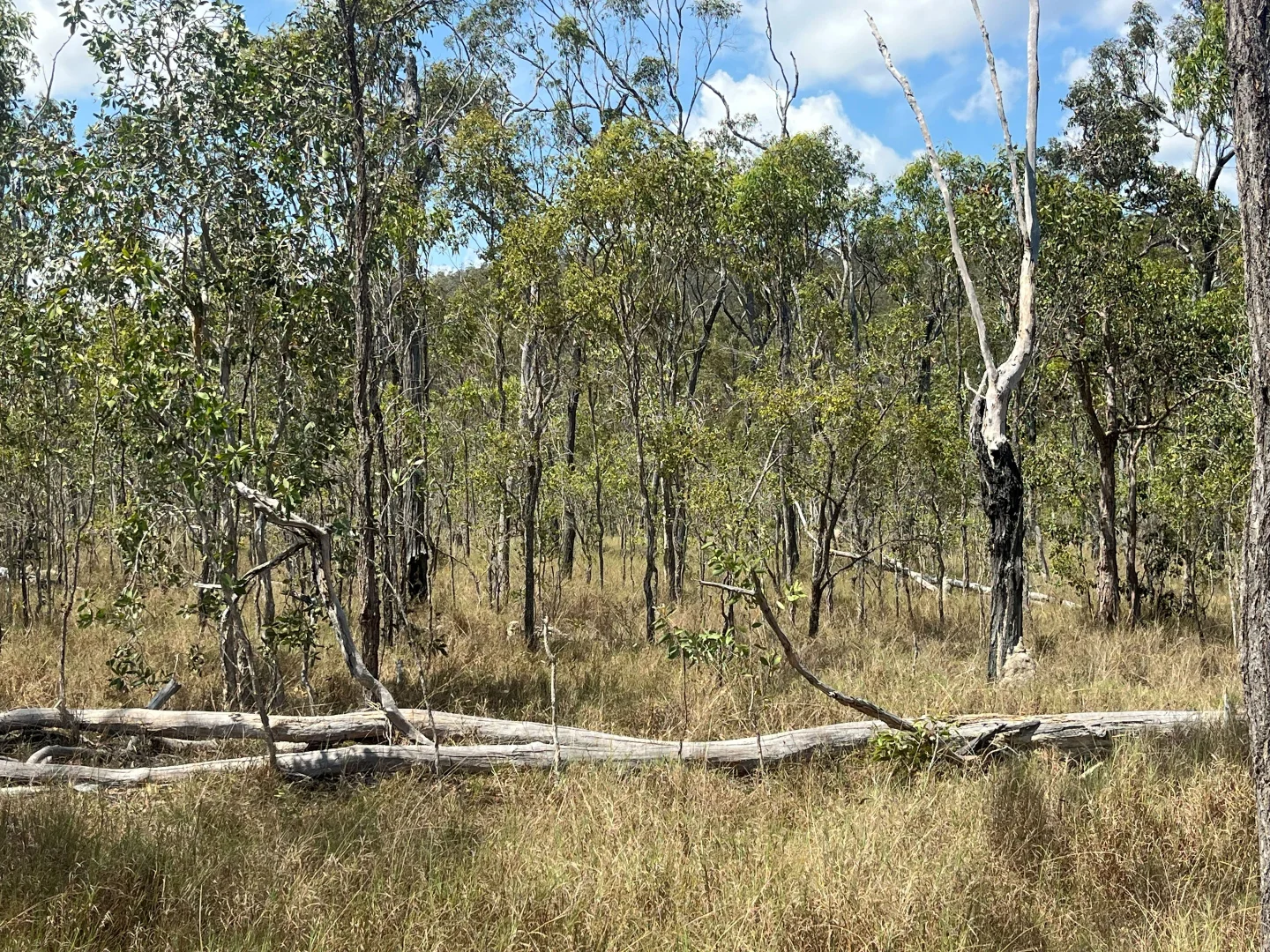 Additional image 37 of Blunder Park Station 382 Blunder Park Road, Ravenshoe QLD 4888