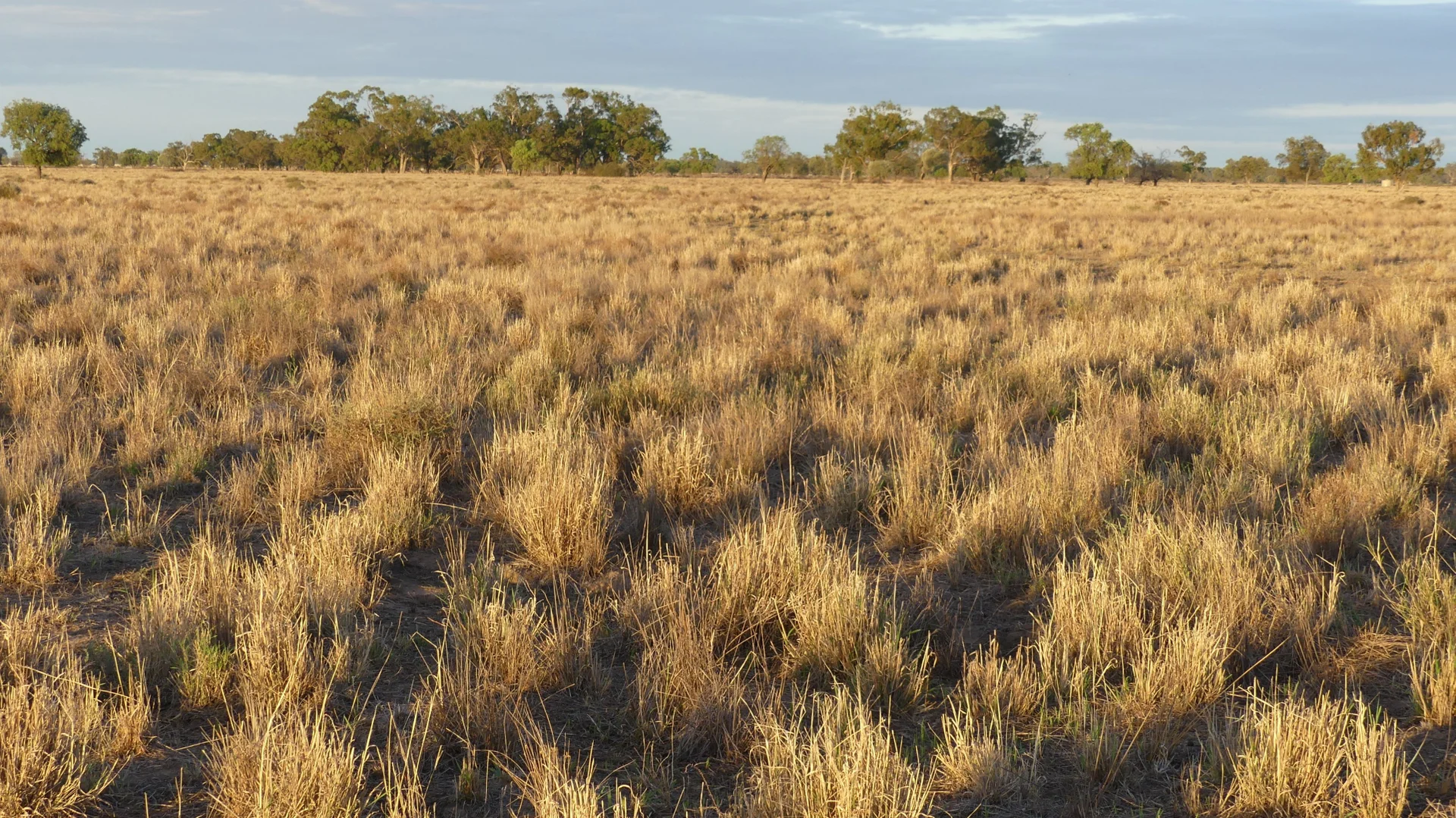 Additional image 2 of Warren NSW 2824