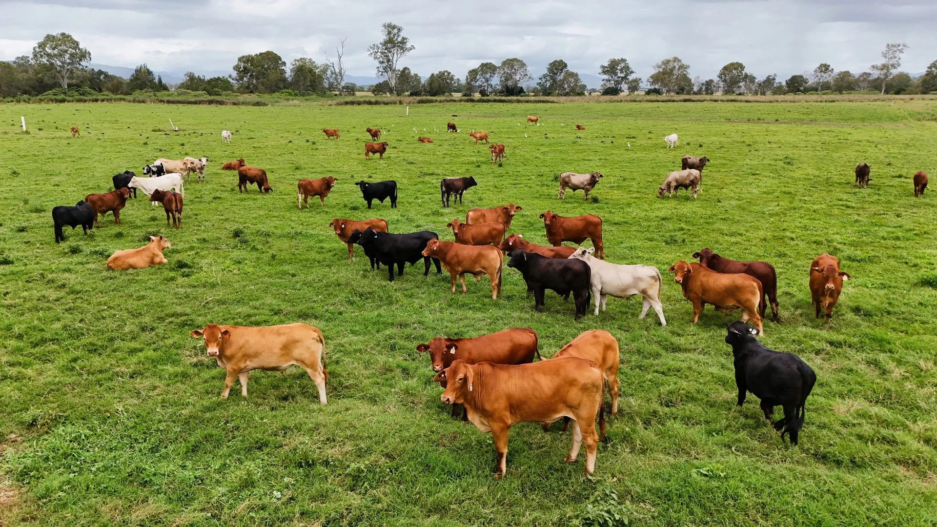 Additional image 3 of 288 Round Mountain Road, Laravale QLD 4285