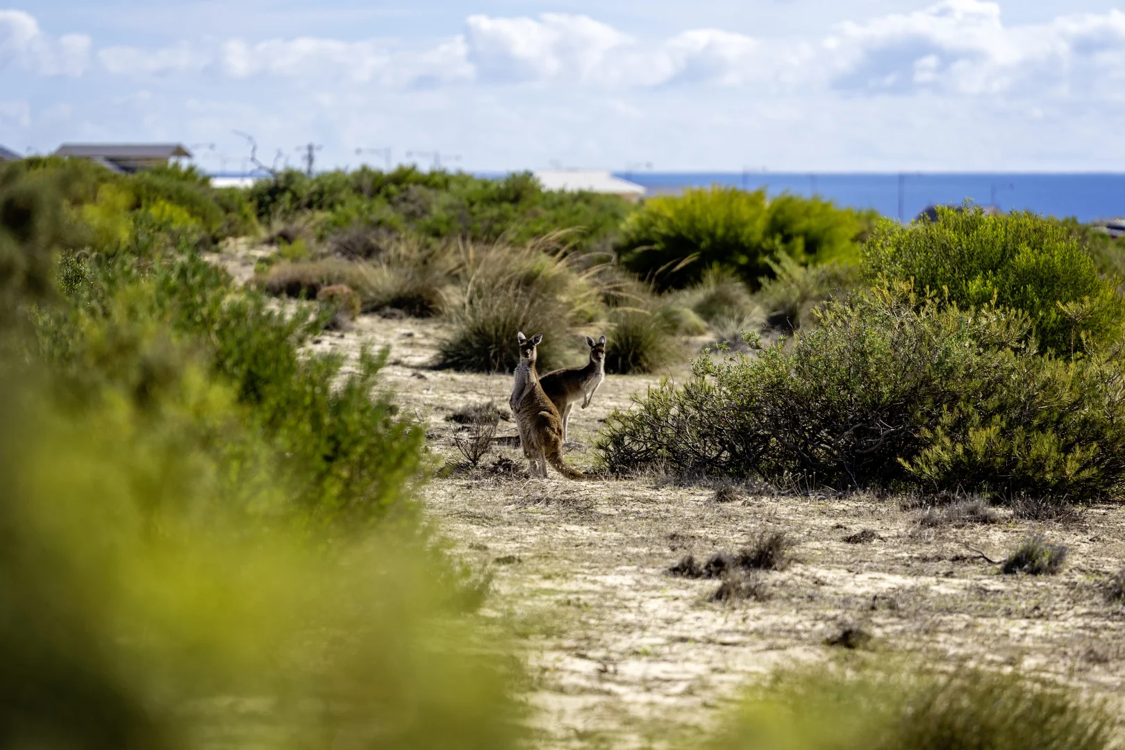 Additional image 12 of Lot 9505 George Grey Drive, Kalbarri WA 6536