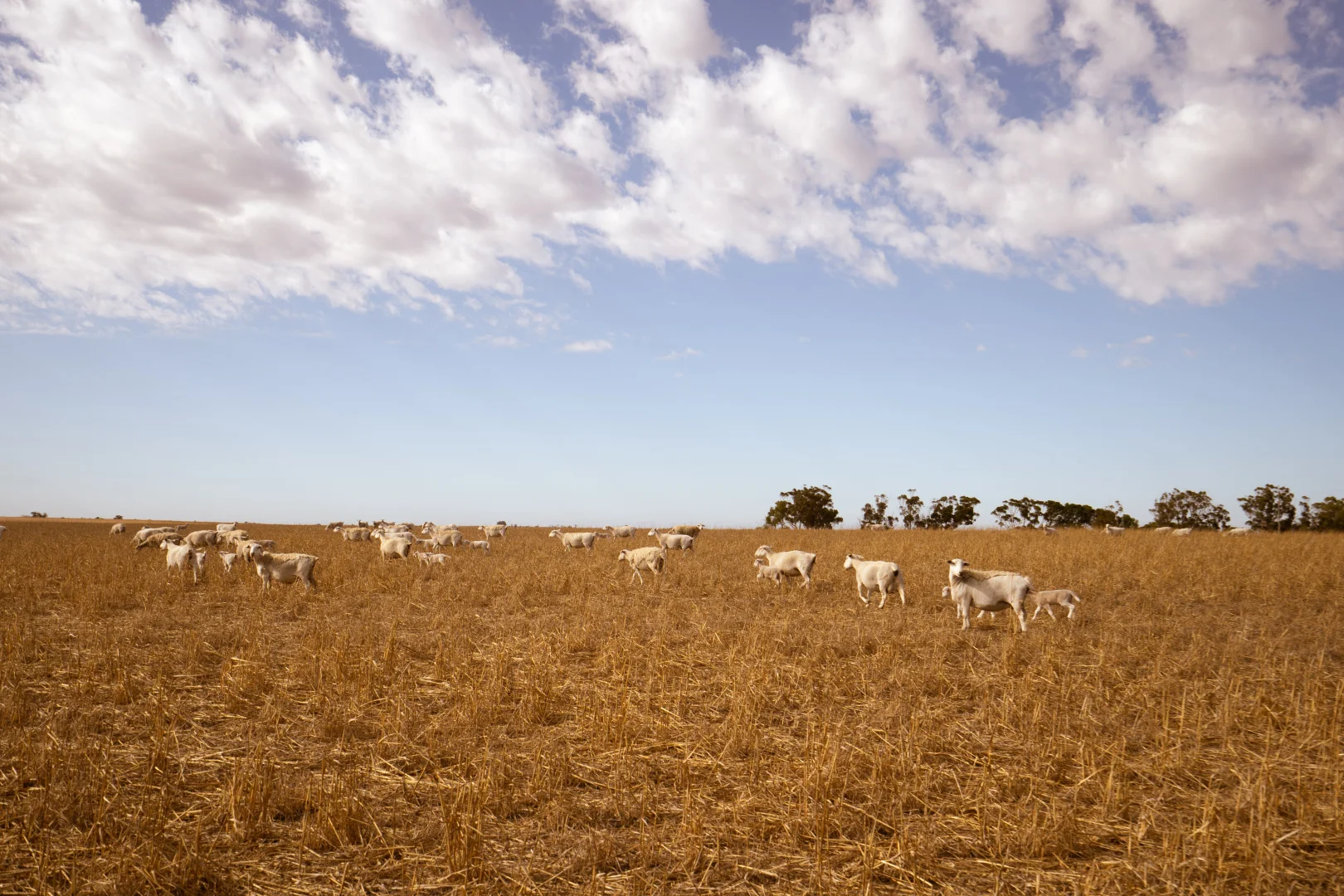 Additional image 5 of 5774 Gnowangerup-Jerramungup Rd, Ongerup WA 6336