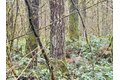 Additional image 10 of 298 Boone Rd, Toledo, WA, 98591