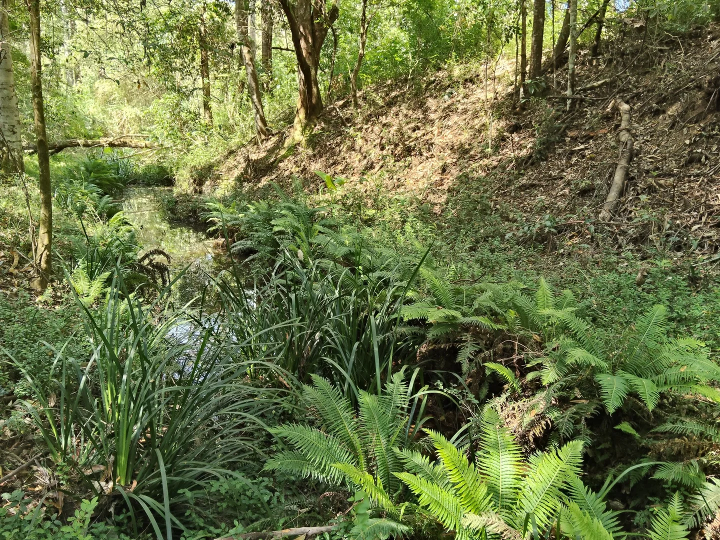 Additional image 21 of 645 Bowraville Road, Bellingen NSW 2454