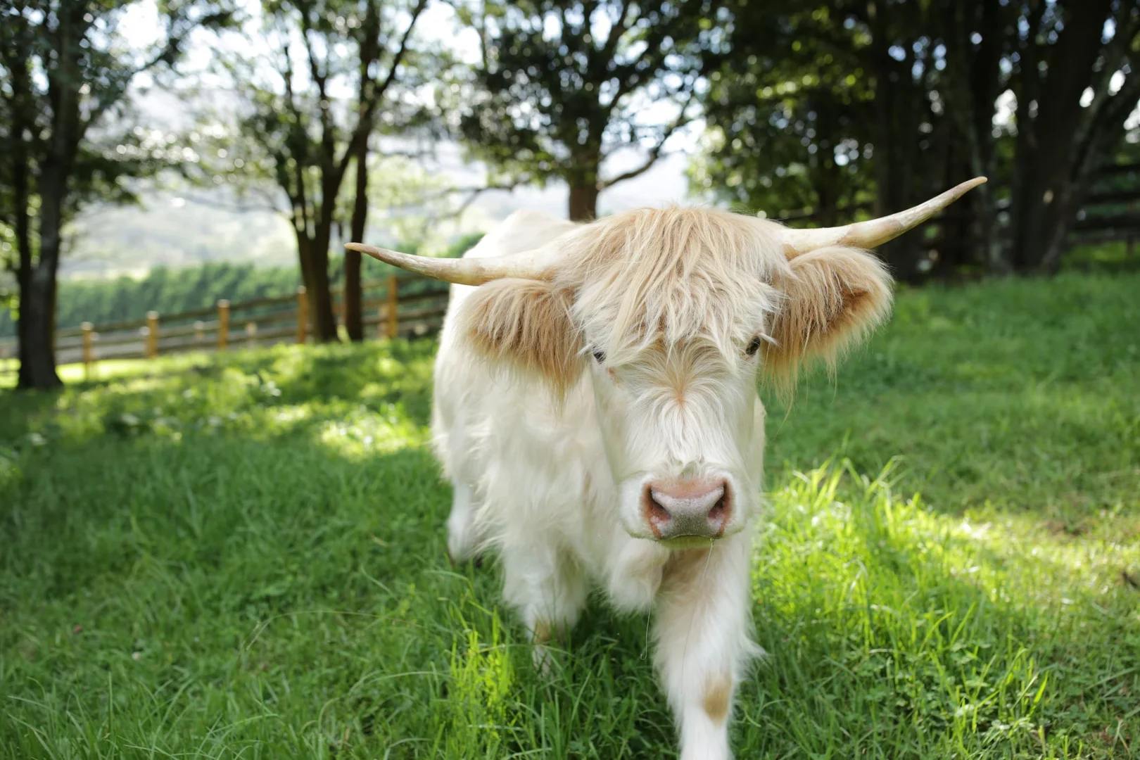 Additional image 23 of 'Eagleview Park' 98 Foxground Road, Foxground NSW 2534