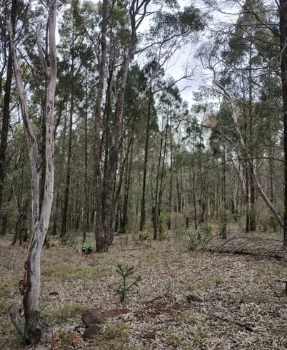 Additional image 3 of 11 Nandi Hills Place, Coonabarabran NSW 2357