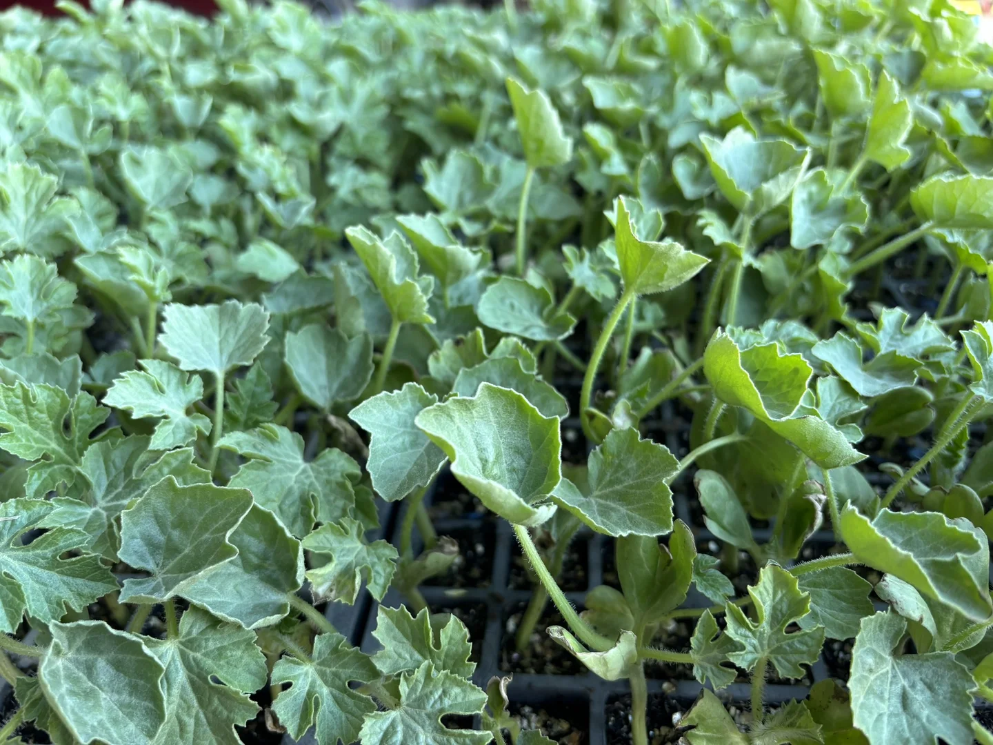 Additional image 17 of North Logan Road, Cowra NSW 2794