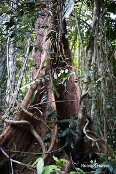 Additional image 5 of Lot 11 Milky Pine Road, Kimberley, Daintree QLD 4873