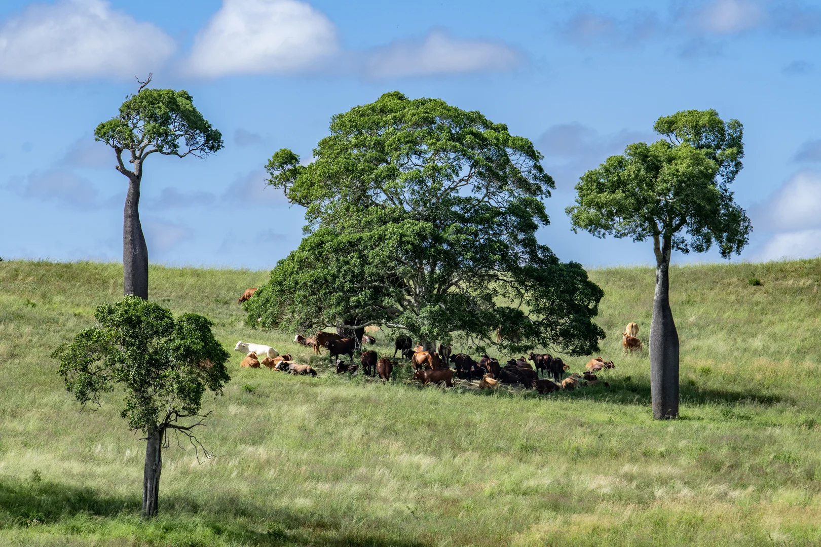 Additional image 4 of 'Double Knob' Nangur Road, Tansey QLD 4601