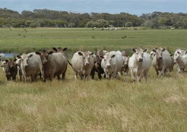 Additional image 19 of 1181 Scott River Road, Scott River WA 6288