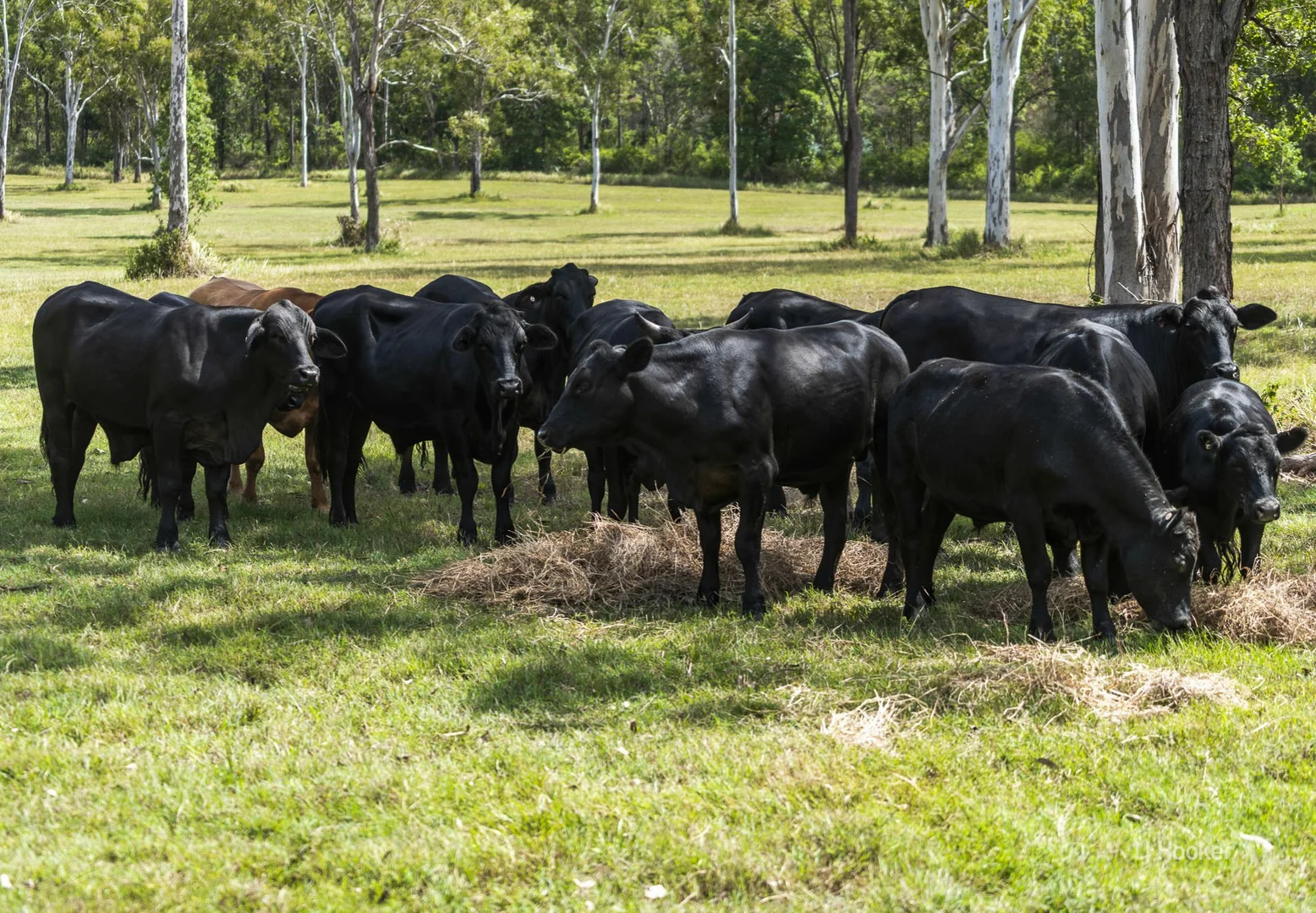 Additional image 23 of 870 Esk Hampton Rd, Redbank Creek QLD 4312