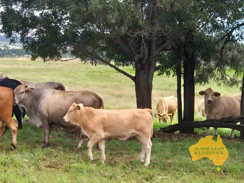 Additional image 38 of 296 Cloyna West Road, Cloyna QLD 4605