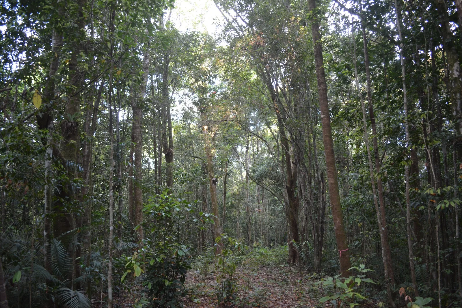 Additional image 2 of 9 Middlebrook Rd, Millaa Millaa QLD 4886