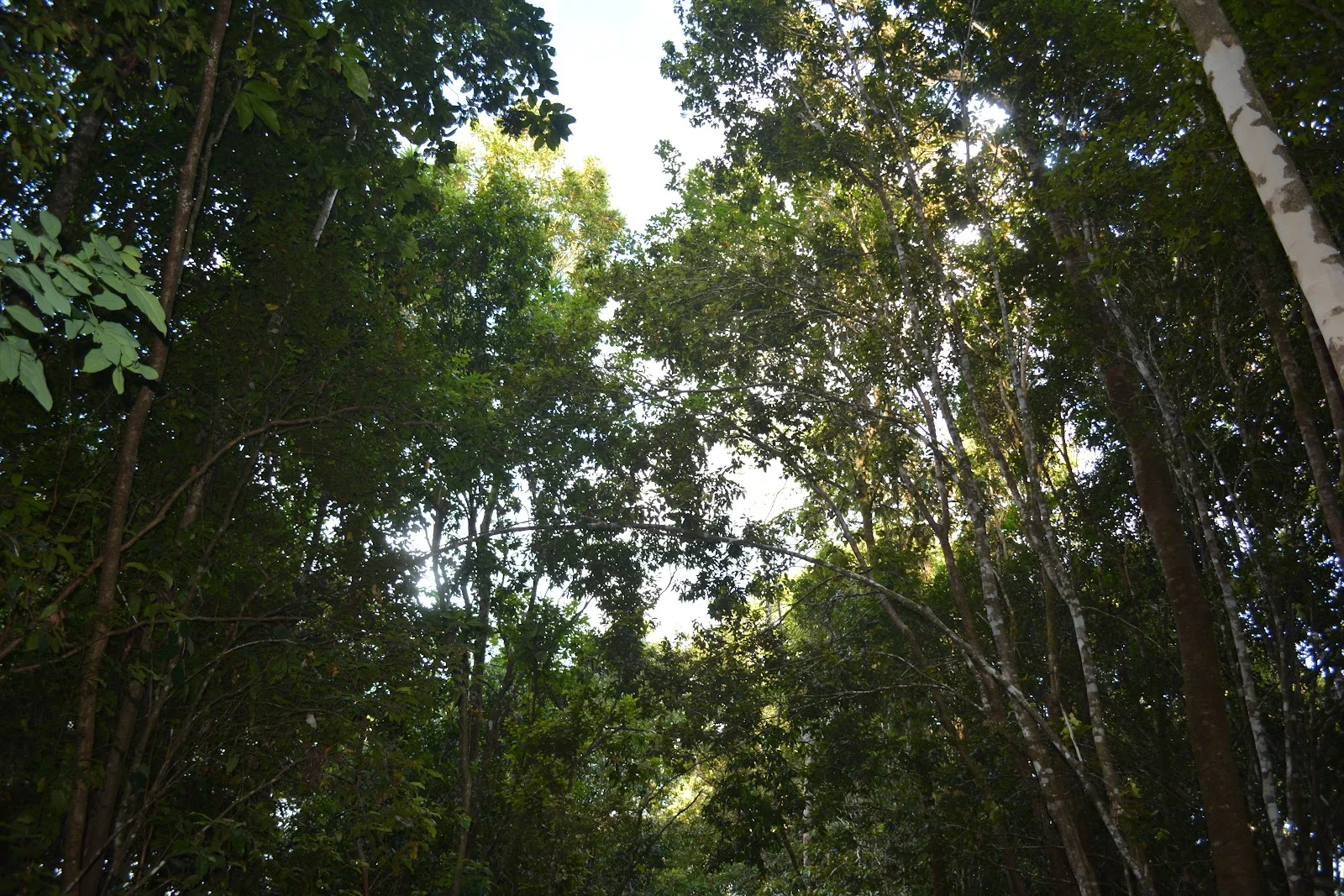 Additional image 3 of 9 Middlebrook Rd, Millaa Millaa QLD 4886