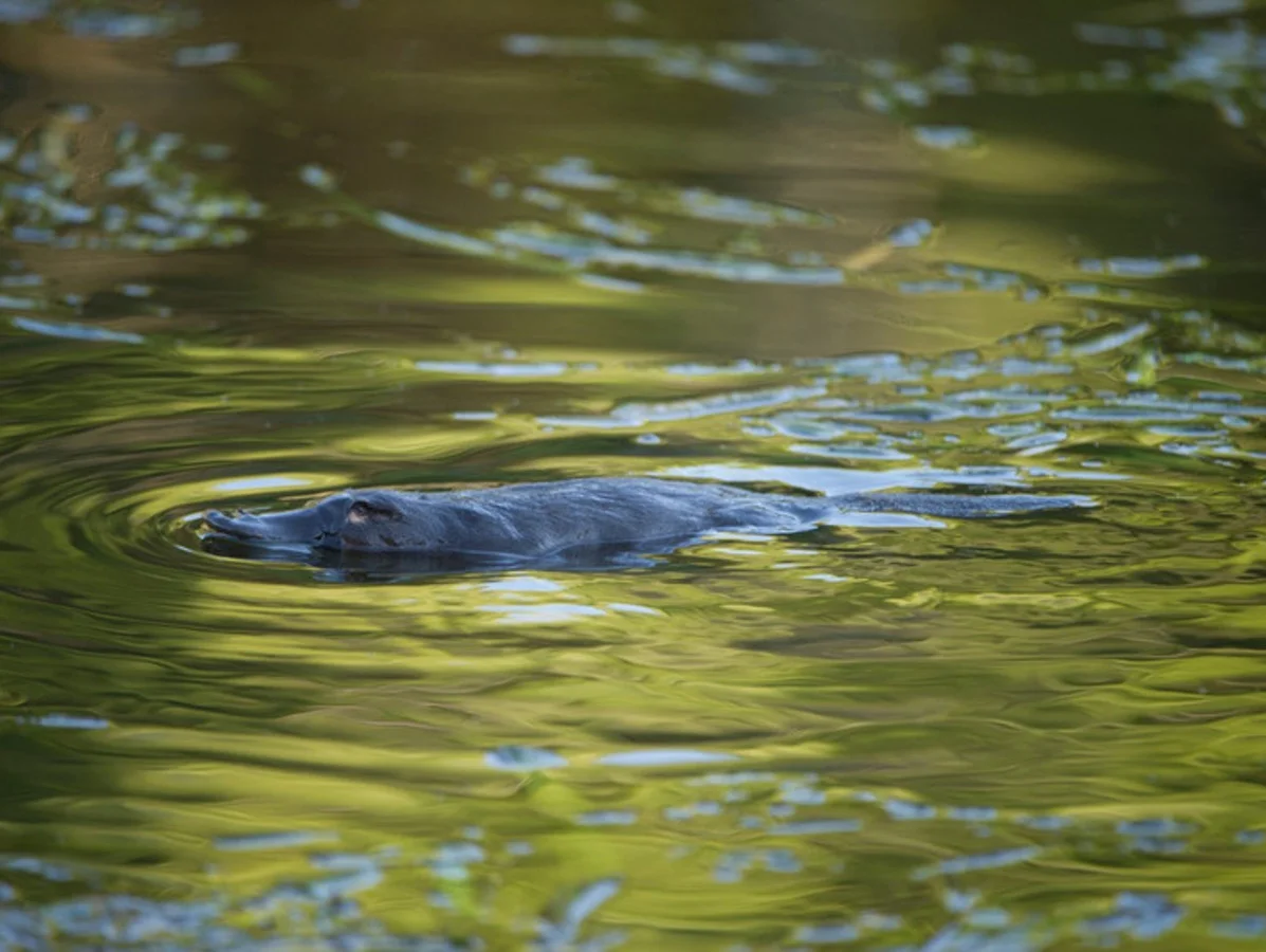 Additional image 32 of 1079 Preston Road, North Motton TAS 7315