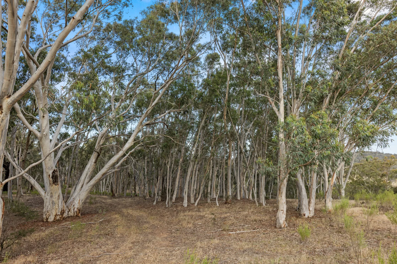 Additional image 24 of Lot 38 Gentle Destiny Road, Boorowa NSW 2586