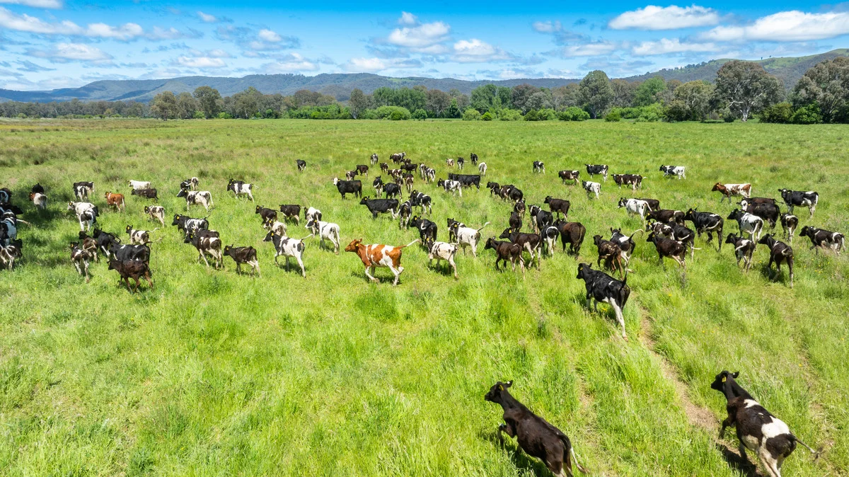 Additional image 26 of 1279 Edi-Cheshunt Road, Whitfield VIC 3733