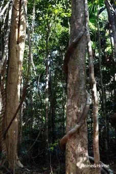 Additional image 2 of Lot 11 Milky Pine Road, Kimberley, Daintree QLD 4873
