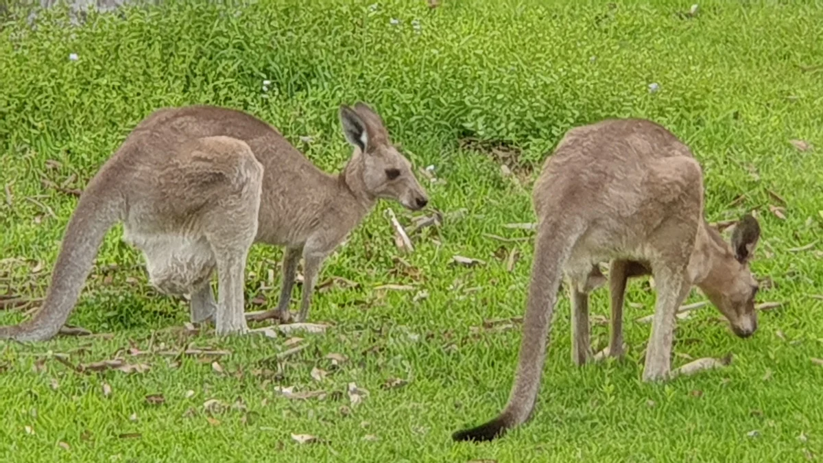 Additional image 23 of 30 Tiger Drive, Arundel QLD 4214