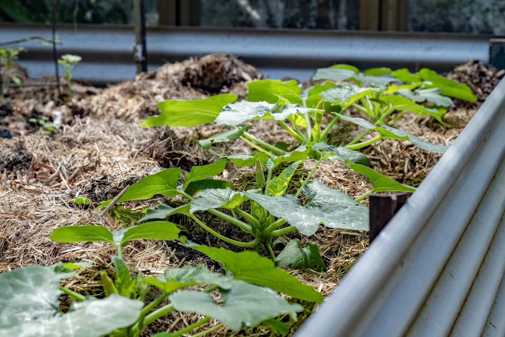 Additional image 23 of 3196 Christmas Creek Road, Lamington QLD 4285