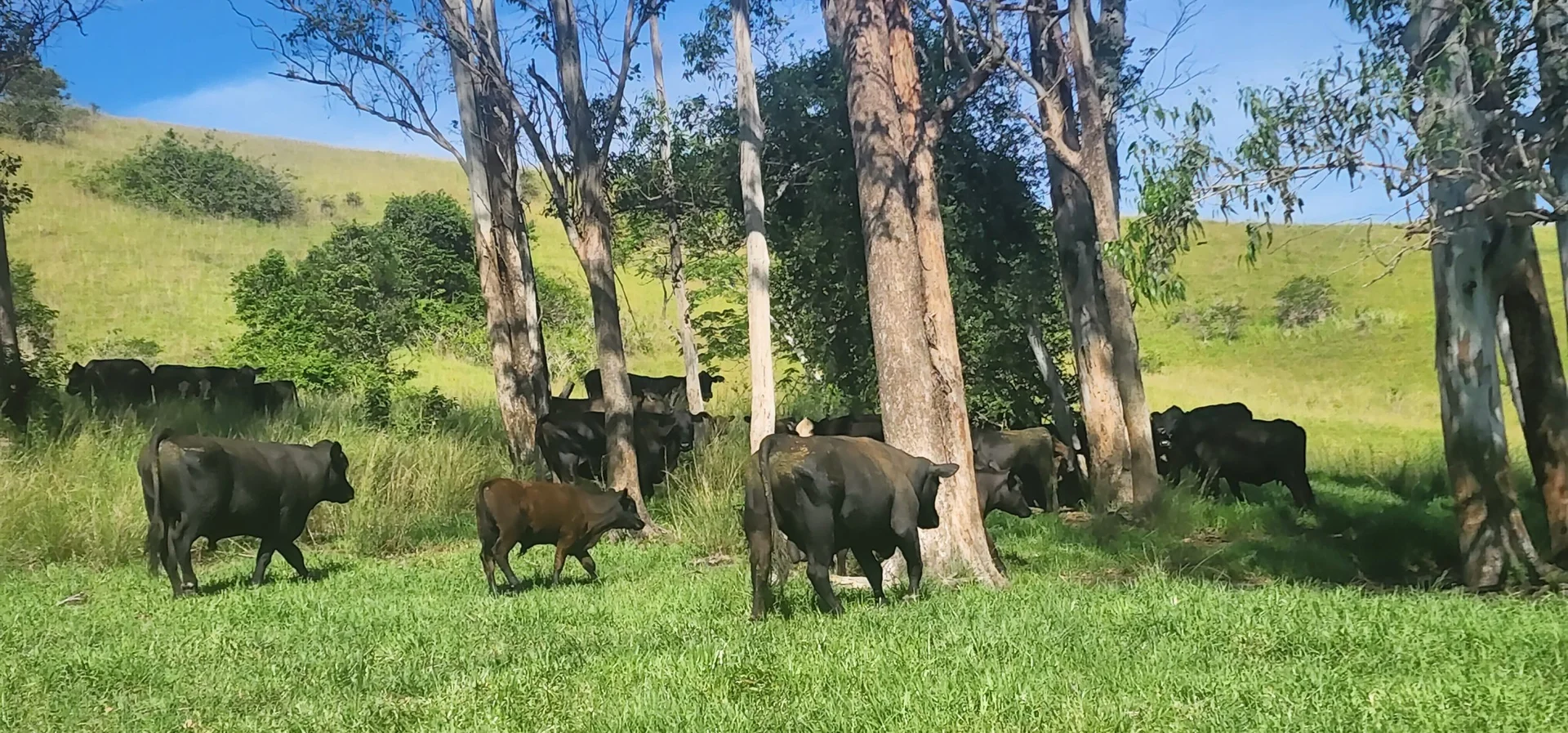 Additional image 22 of 5985 Oxley Highway, Ellenborough NSW 2446