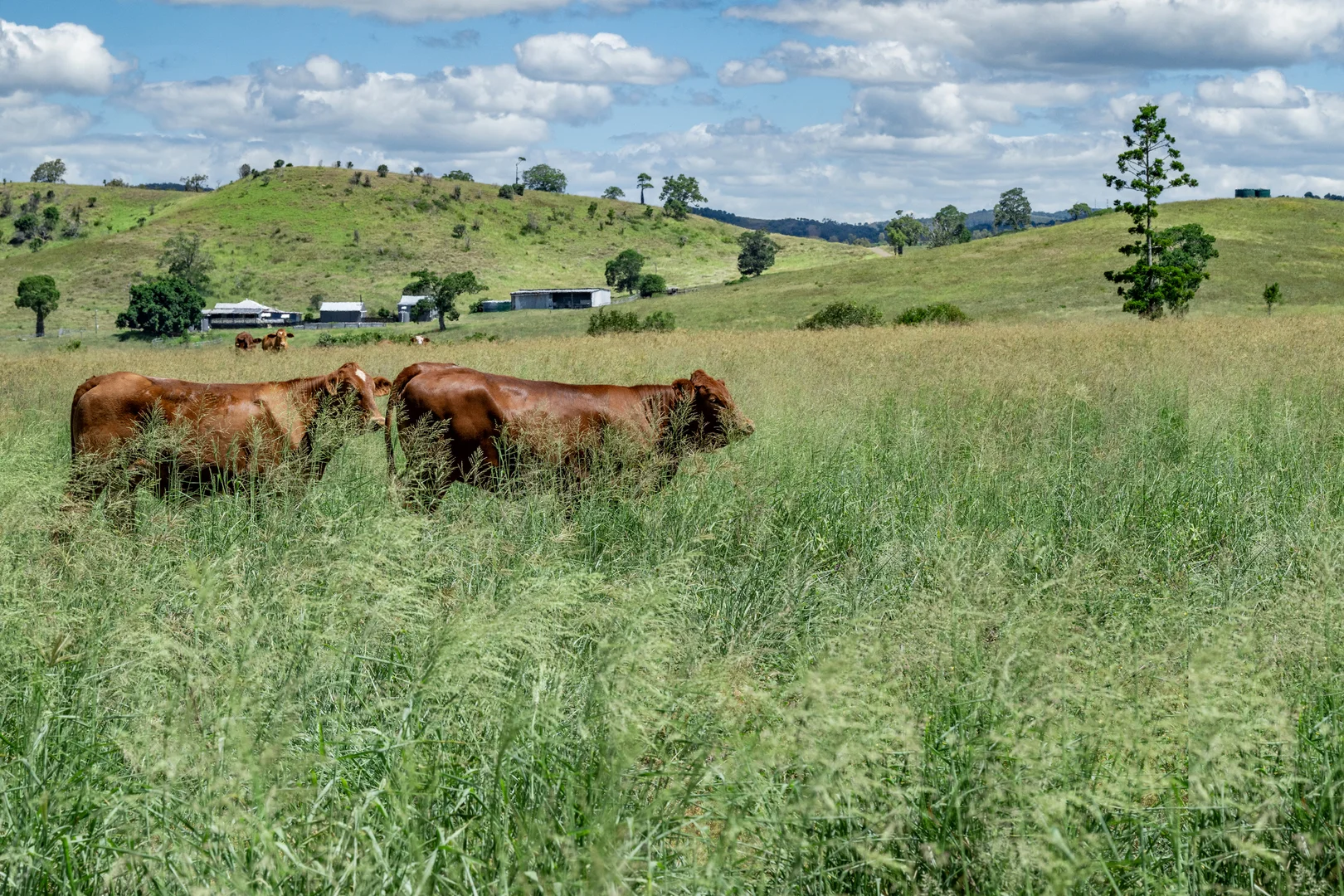Additional image 14 of 'Double Knob' Nangur Road, Tansey QLD 4601