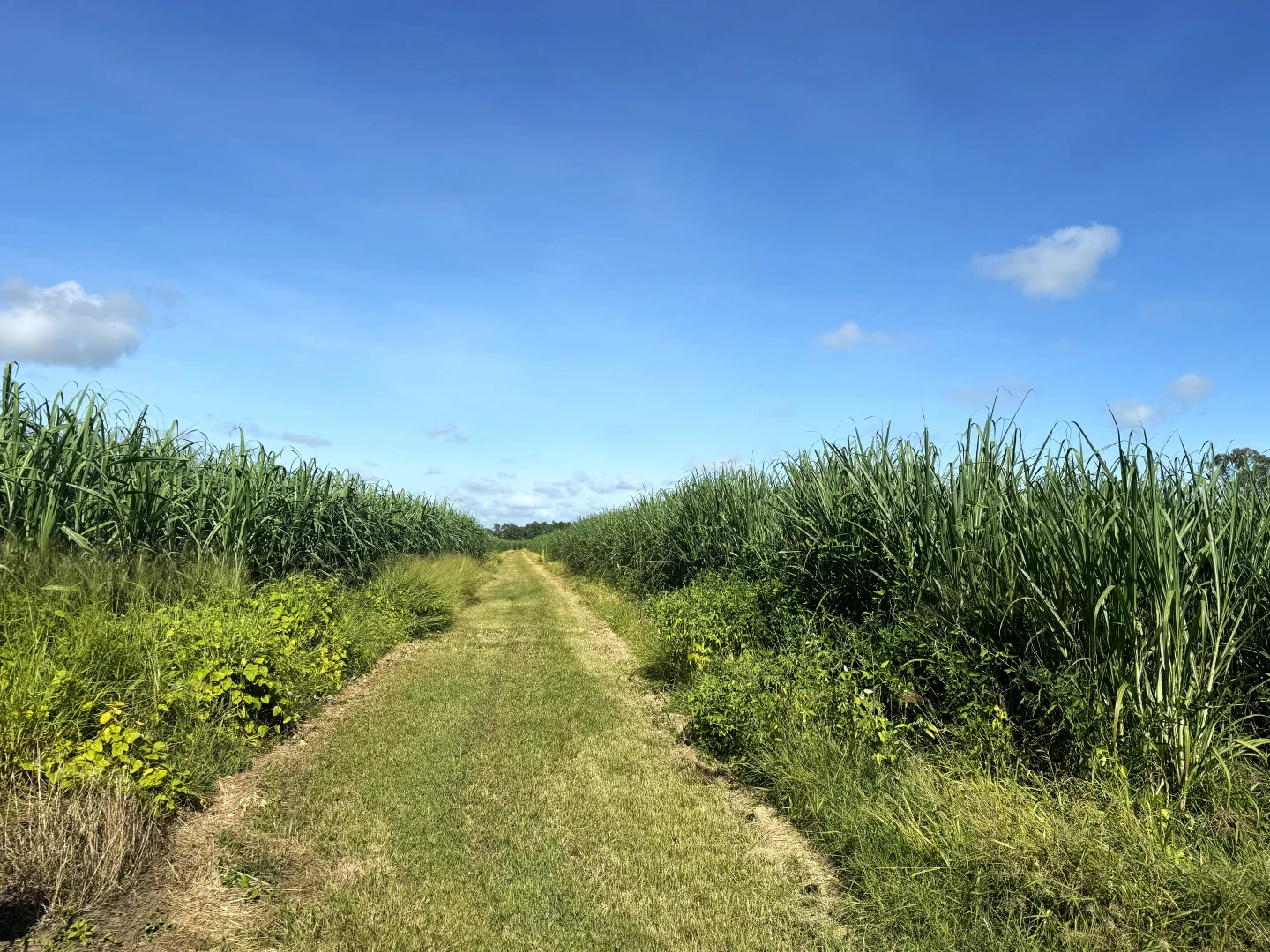 Additional image 4 of 1214 Kirknie Road, Osborne QLD 4806