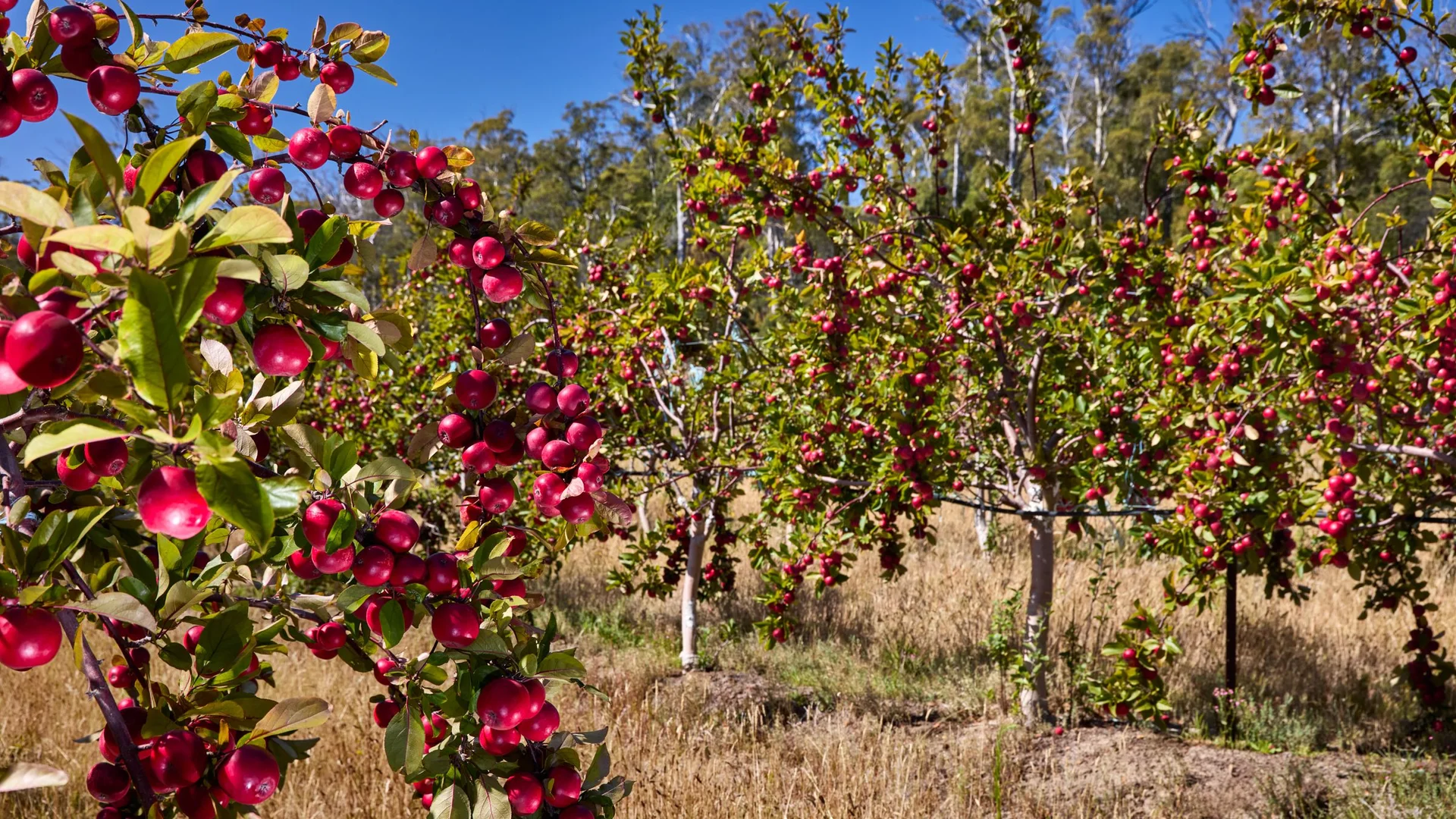 Additional image 12 of 389 Auburn Road, Beaconsfield TAS 7270