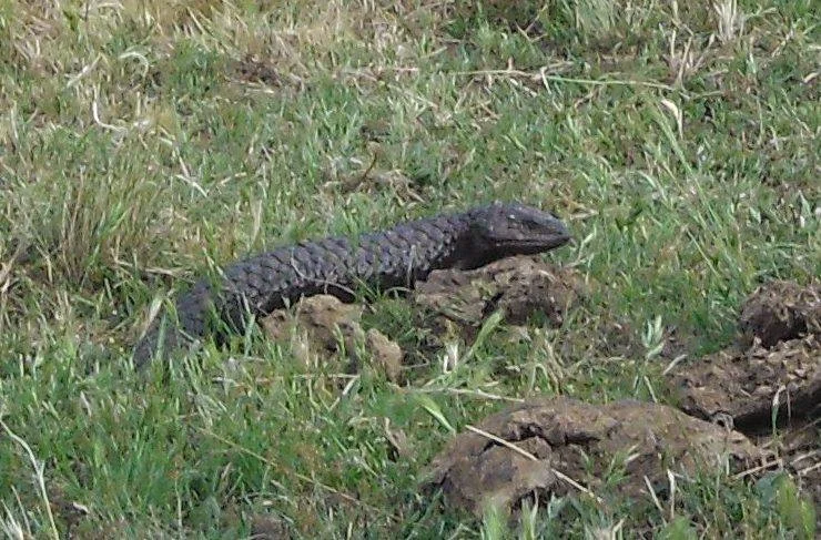 Additional image 8 of Lot 161 Eldridges Lane, Taylors Flat NSW 2586