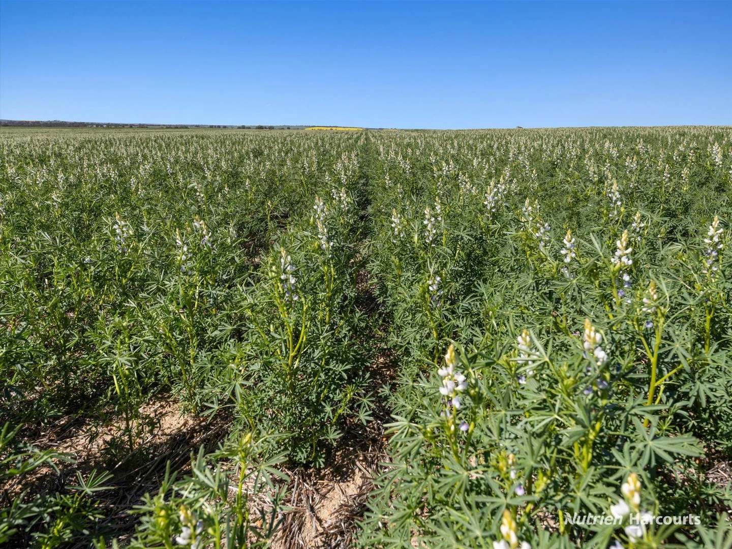 Additional image 14 of . 'Lydford' and 'Lees', Dowerin WA 6461