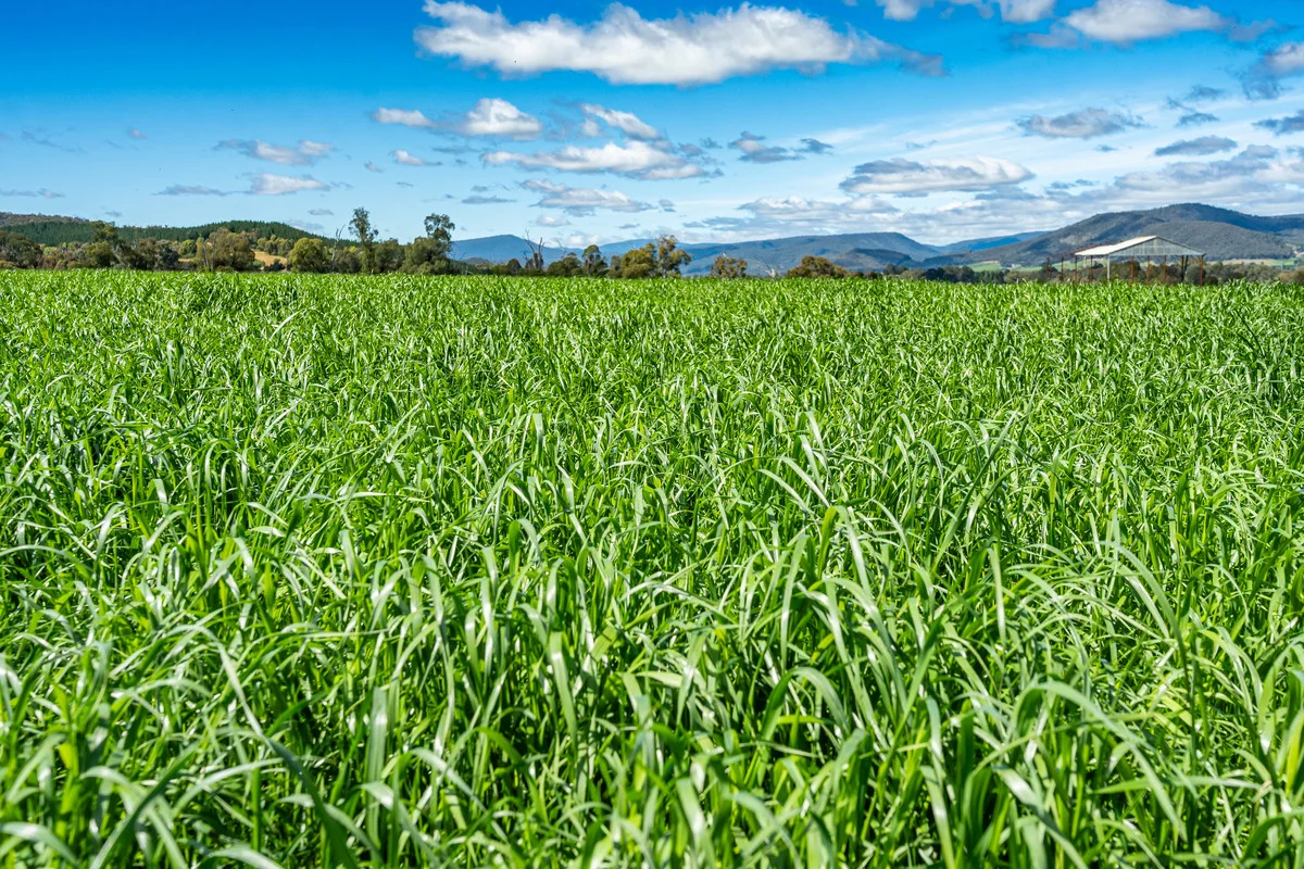 Additional image 9 of 1279 Edi-Cheshunt Road, Whitfield VIC 3733