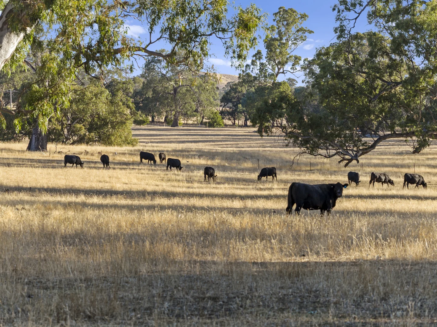 Additional image 22 of 2647 Maroondah Highway, Maindample VIC 3723